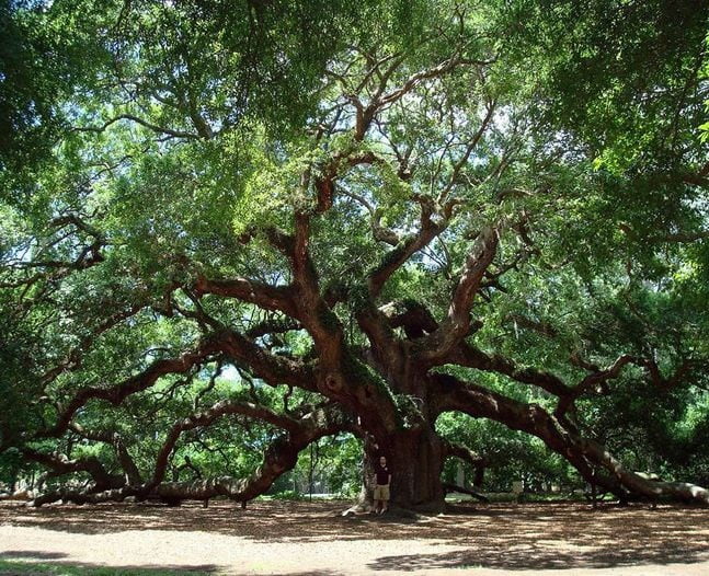 تصاویر جالبی از یک درخت۱۵۰۰ ساله!